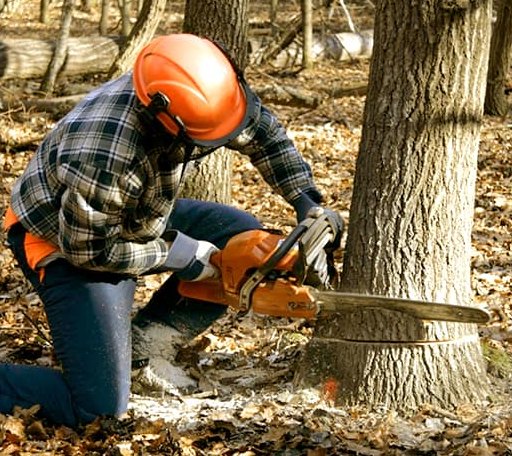 Tree Removal in Selden, KS
